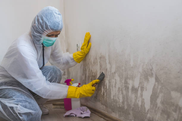 Why You Should Choose Our Mold Remediation Services in Wapakoneta, OH